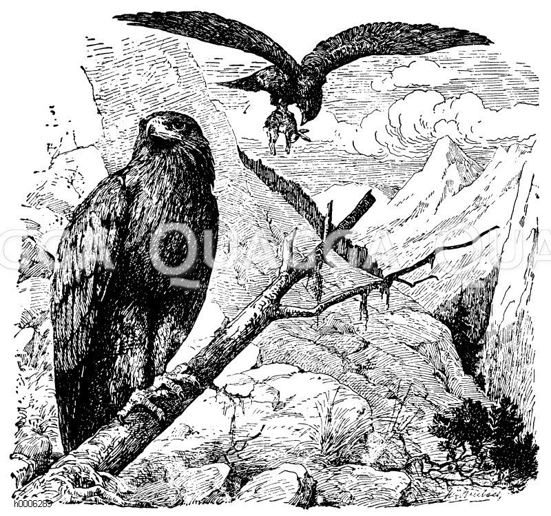 Steinadler [Digital]