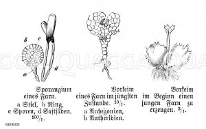Engelsüß, Tüpfelfarn: Sporangium und Vorkeim [Digital]