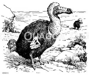 Dronte, Dodo [Digital]