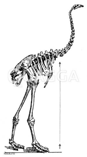 Moa (mit Größenvergleich zu einem erwachsenen Menschen) [Digital]