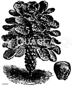 Halbhoher Erfurter Rosenkohl, Sprossenkohl [Digital]