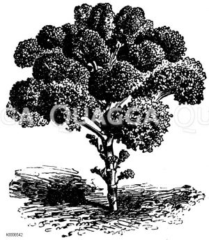 Halbhoher Erfurter Winterkrauskohl [Digital]