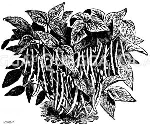 Wachsbohne [Digital]