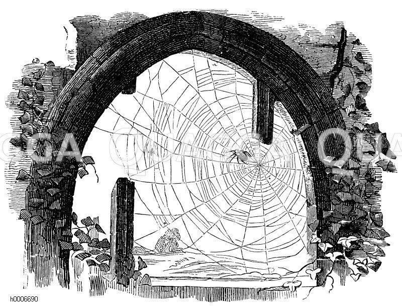 Kreuzspinne: Netz in einem Torbogen [Digital]