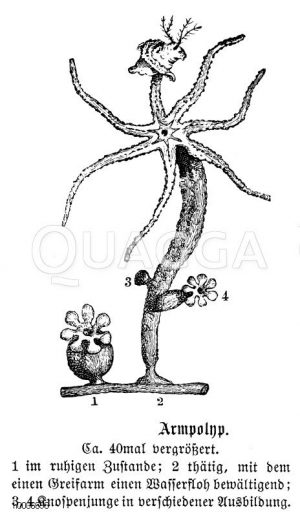 Grüner Armpolyp [Digital]