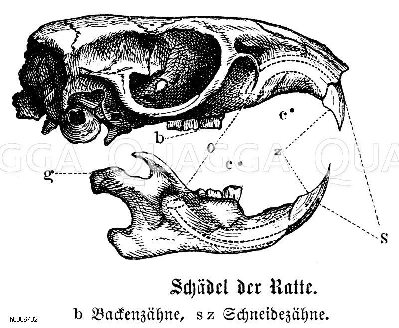 Ratte: Schädel [Digital]