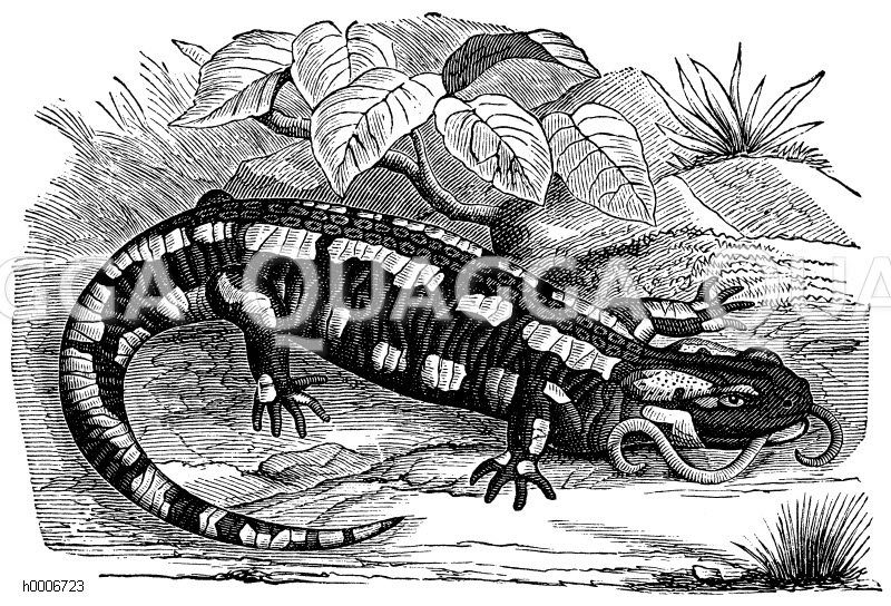 Erdsalamander [Digital]