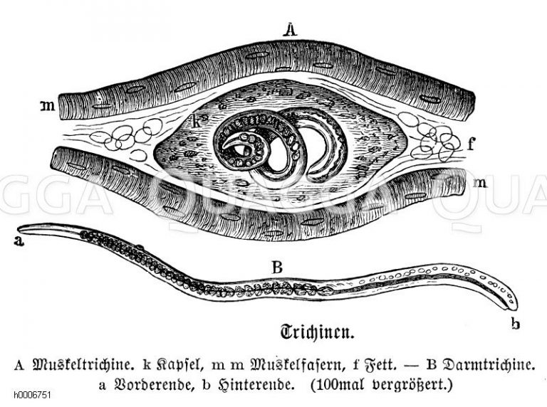 Trichinen Quagga Illustrations