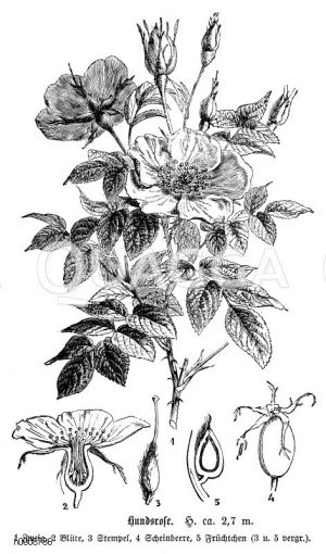 Hundsrose, Heckenrose, 1 Zweig, 2 Blüte, 3 Stempel, 4 Scheinbeere, 5 Frucht [Digital]