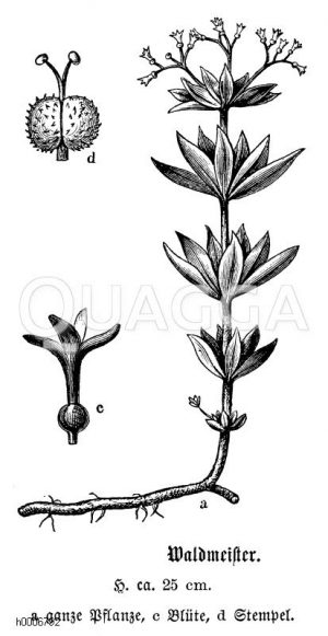 Waldmeister, a ganze Pflanze, c Blüte, d Stempel [Digital]