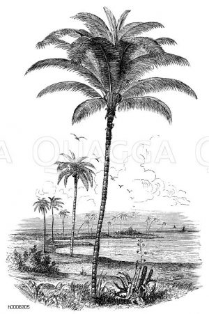 Cocos nucifera - Kokospalme