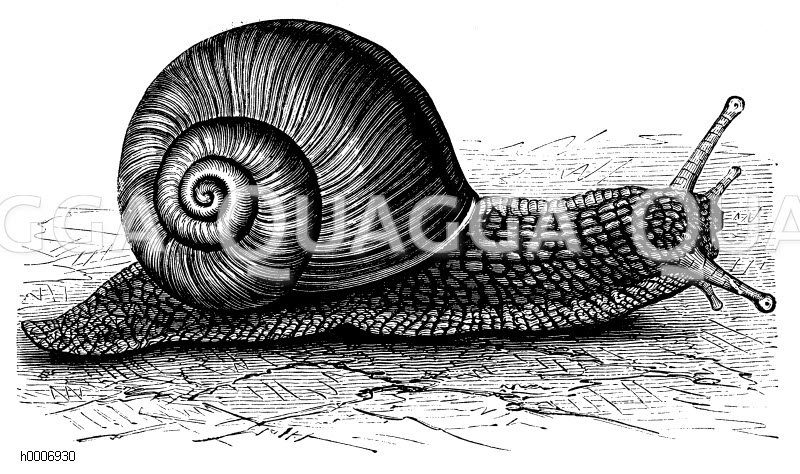 Weinbergschnecke [Digital]