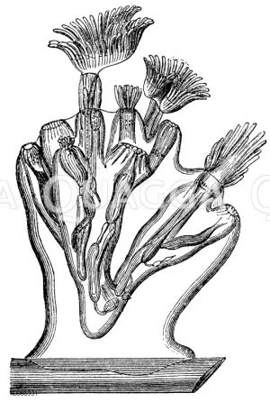 Federbuschpolyp [Digital]