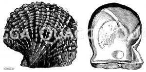 Seeperlmuschel [Digital]