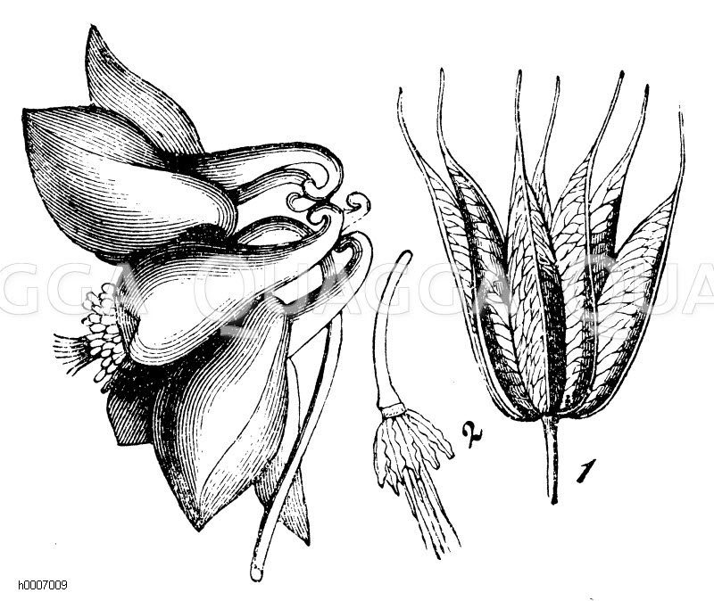 Akelei, links: Blüte, mitte: Stempel und verkümmerte Staubgefäße, rechts Kapseln [Digital]