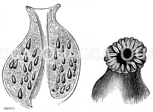 Teichrose: Durchschnitt der Frucht (links) und Narbe (rechts) [Digital]