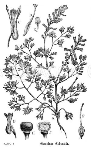 Fumariaceae - Erdrauchgewächse