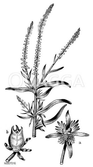 Resedaceae - Resedagewächse