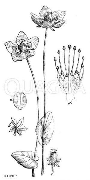 Parnassiaceae - Herzblattgewächse