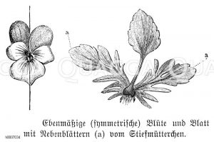 Dreifarbiges Veilchen, Stiefmütterchen: Blüte, Blatt [Digital]
