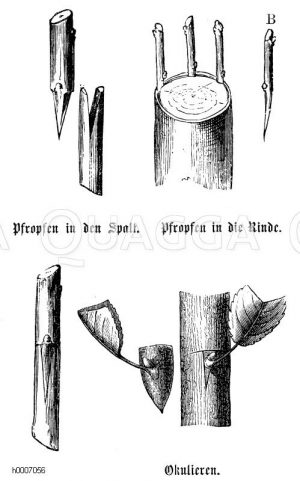 Pfropfen in den Spalt, Pfropfen in der Rinde, Okulieren [Digital]