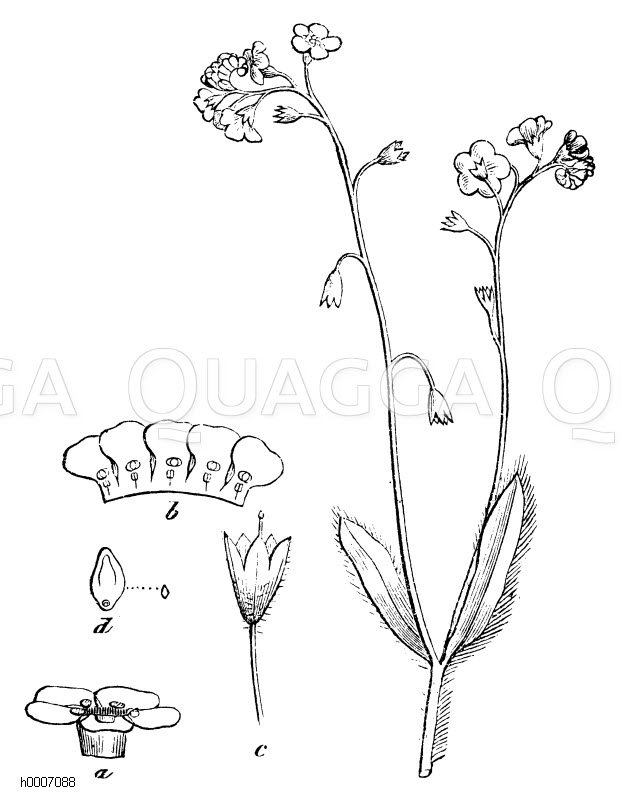 Vergissmeinnicht Quagga Illustrations