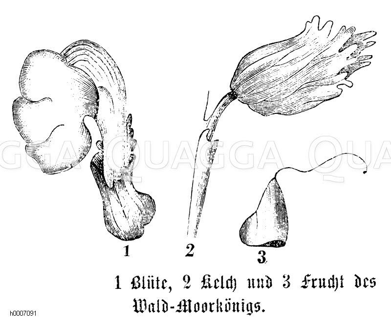 Waldläuferkraut, Waldmoorkönig: Blüte, Kelch, Frucht [Digital]