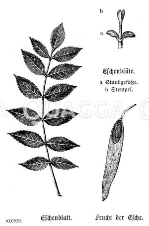 Hohe Esche: Blatt, Blüte, Frucht [Digital]