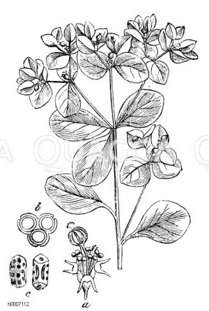 Euphorbiaceae - Wolfsmilchgewächse