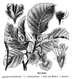 Fagaceae - Buchengewächse