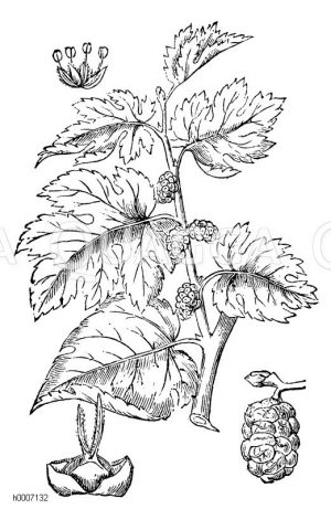 Schwarzer Maulbeerbaum [Digital]
