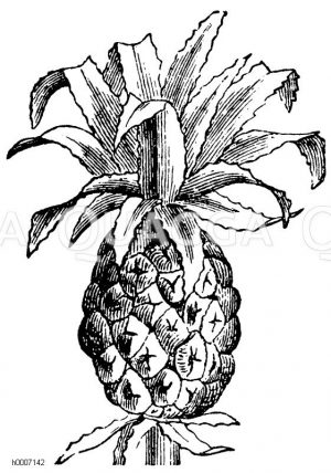 Ananas