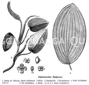 Potamogetonaceae - Laichkrautgewächse