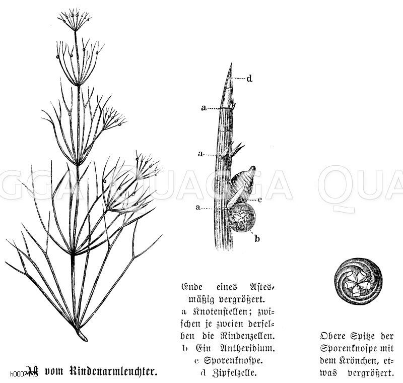 Brüchiger Rindenarmleuchteralge: Ast [Digital]