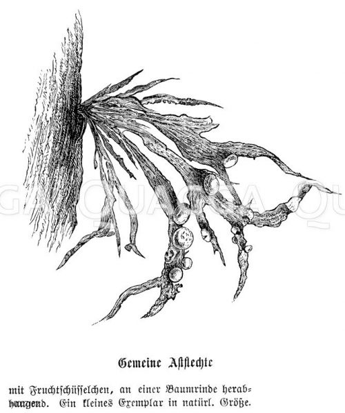 Flechten Bildkategorie Quagga Illustrations Bilddatenbank