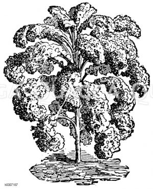 Grünkohl, Winterkrauskohl [Digital]