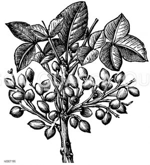 Pistazienbaum [Digital]