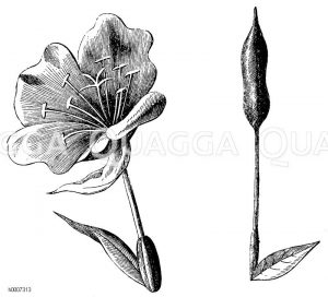 Onagraceae - Nachtkerzengewächse