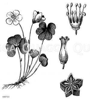 Oxalidaceae - Sauerkleegewächse