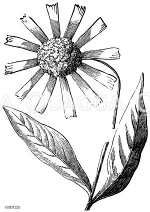 Arnika (Bergwohlverleih) <Arnica montana> [Digital]