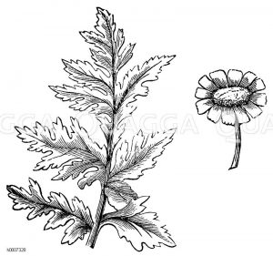 Mutterkamille [Digital]