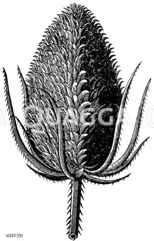 Dipsacaceae - Kardengewächse