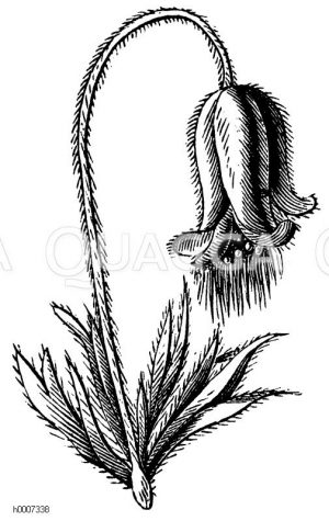Wiesenküchenschelle [Digital]