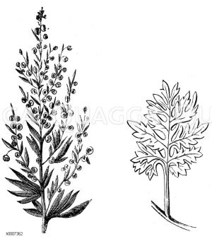 Wermutbeifuß [Digital]