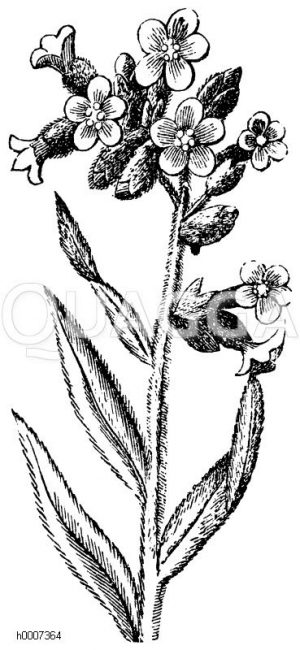 Ochsenzunge [Digital]