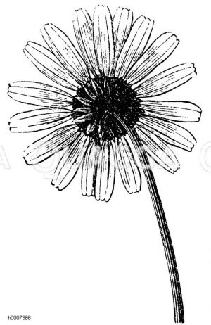Große Gänseblume, Ochsenauge, Johannisblume, Wucherblume [Digital]