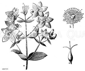 Hyperiaceae - Johanniskrautgewächse