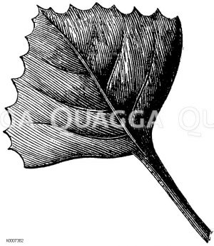 Wassernuss: Blatt [Digital]