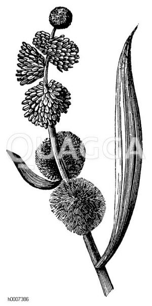 Sparganiaceae - Igelkolbengewächse