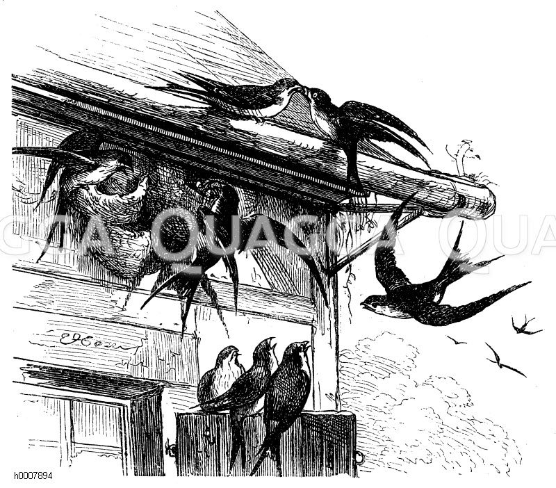 Schwalben am Nest und auf dem Dach [Digital]